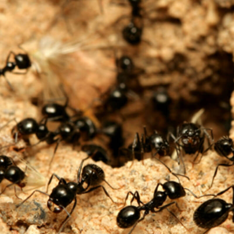 Small Ants Pest Control
