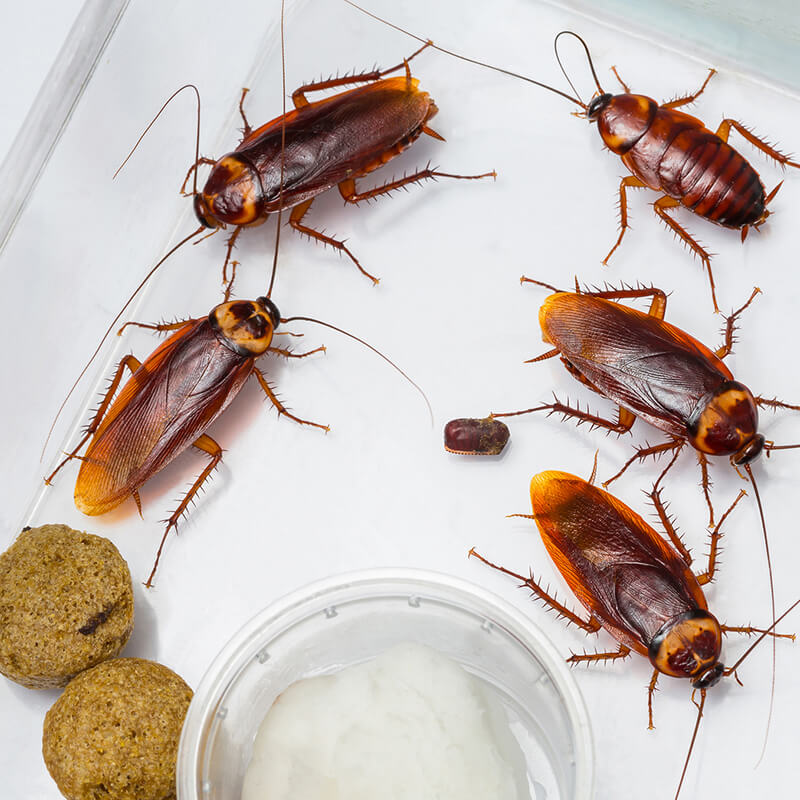 cockroach control services in surrey