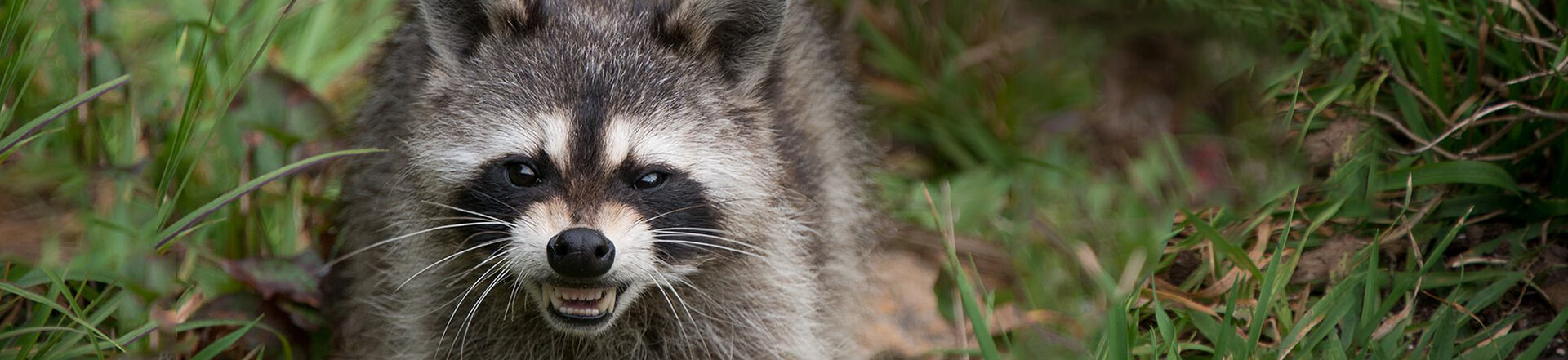 Raccoon Control Services Vancouver, Surrey and Burnaby