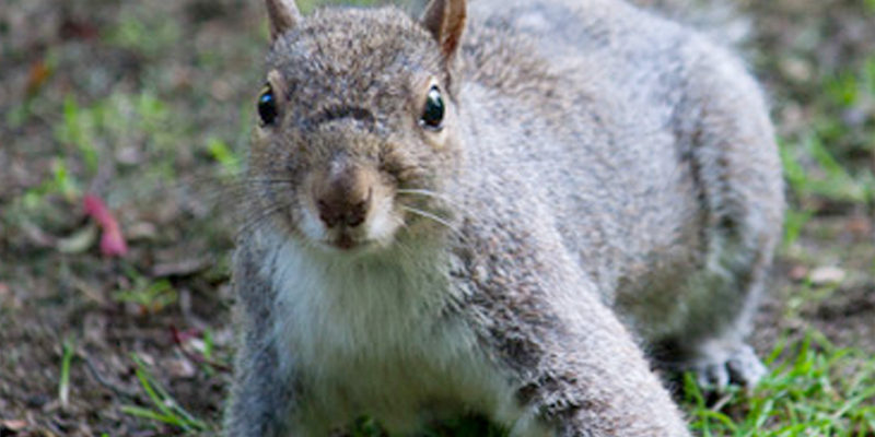 squirrel control services in surrey