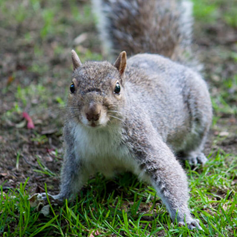 squirrel control services in surrey