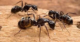 Ants, Carpenter Ants