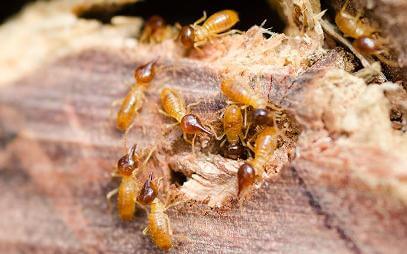 Termites pest control Surrey