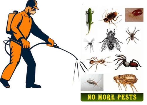 Pest Control Near Me