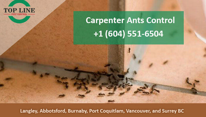 carpenter ants