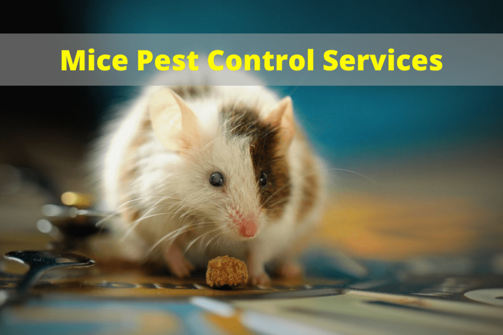 mice control services surrey