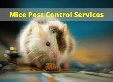 mice control services surrey