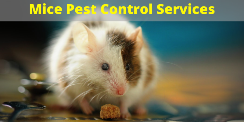 mice control services surrey