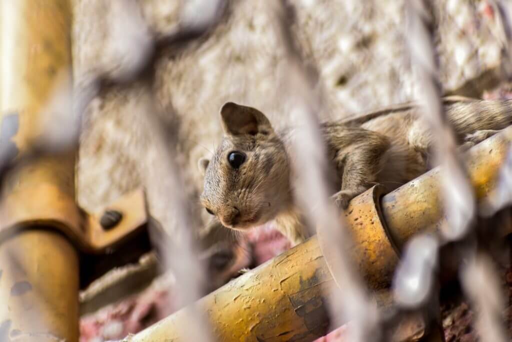 rat control services in surrey