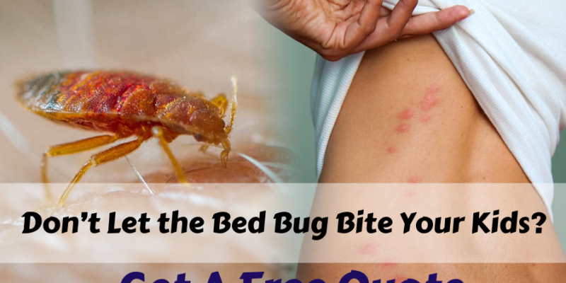 Don’t Let the Bed Bug Bite Your Kids? Call Exterminator in Surrey