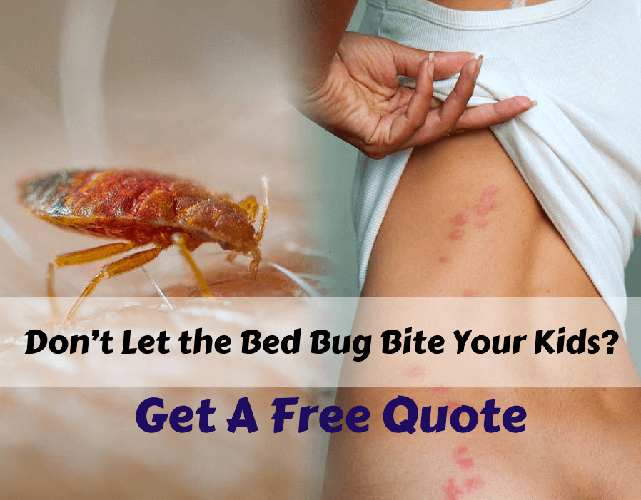 bed bug exterminator surrey