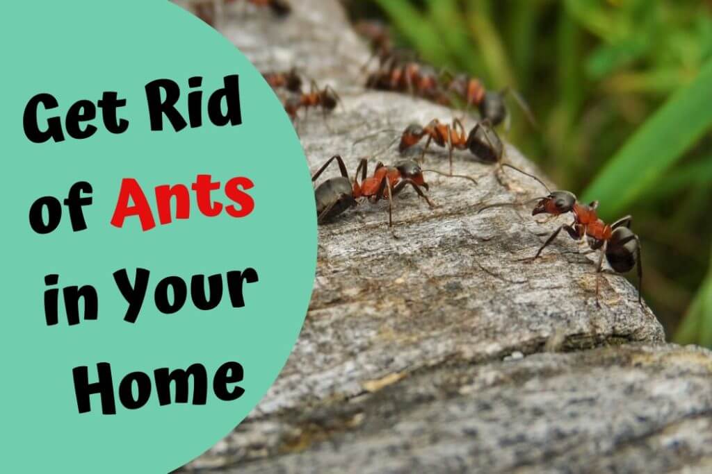 Carpenter Ant Control Surrey BC