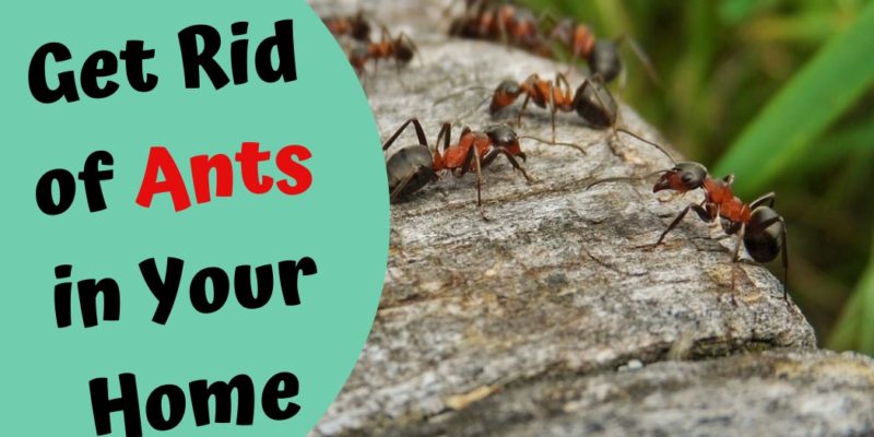 Carpenter Ant Control Surrey BC