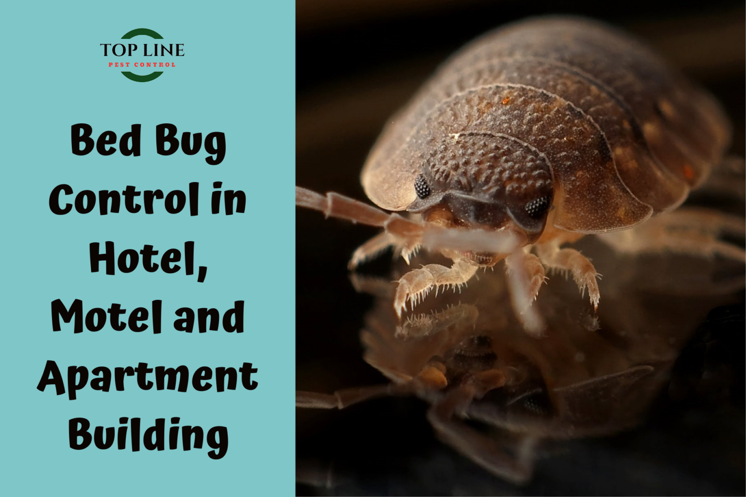 hotel bed bugs