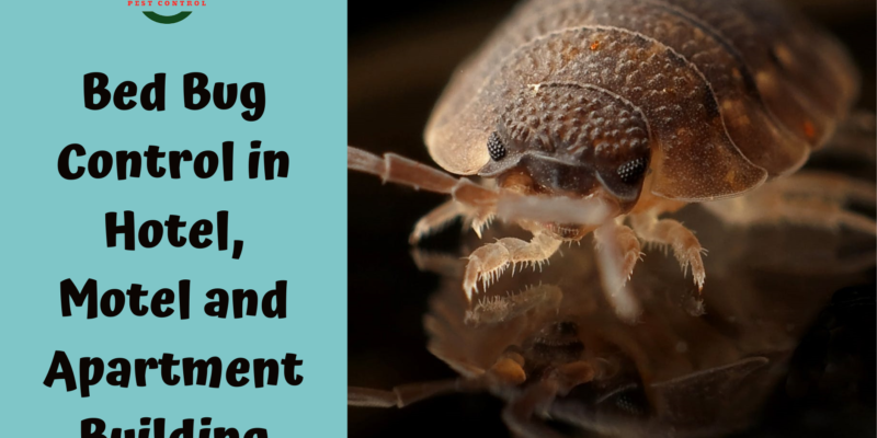 Bed Bug Exterminators surrey