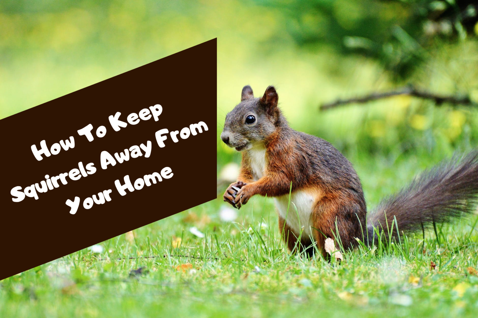 how-to-keep-squirrels-away-from-your-house