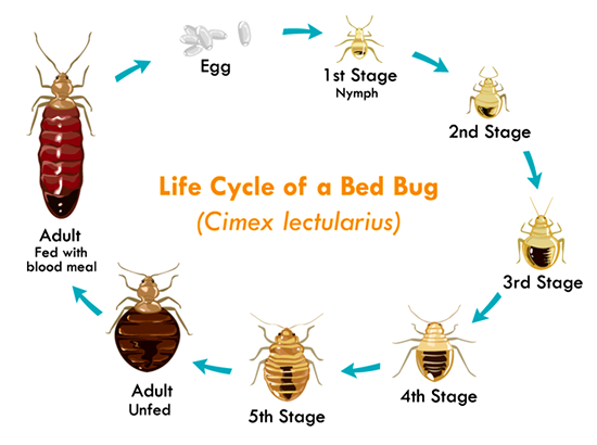 LIFECYCLE OF BED BUG