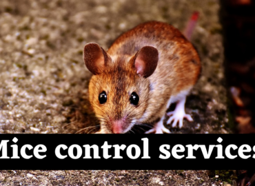 Mice Control New Westminster