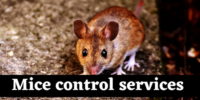 Mice Control New Westminster