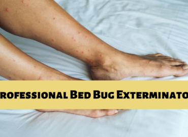 bed bug control in Langley