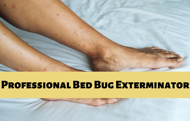 bed bug control in Langley