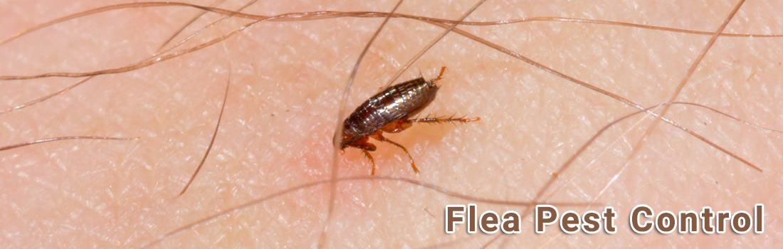 Flea Pest Control