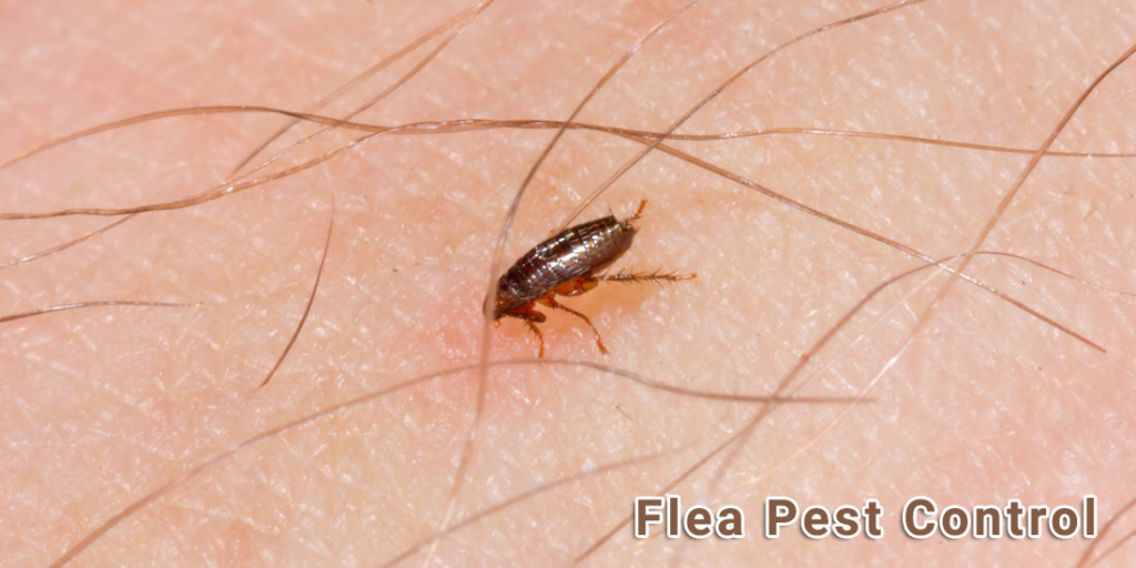 Flea Pest Control