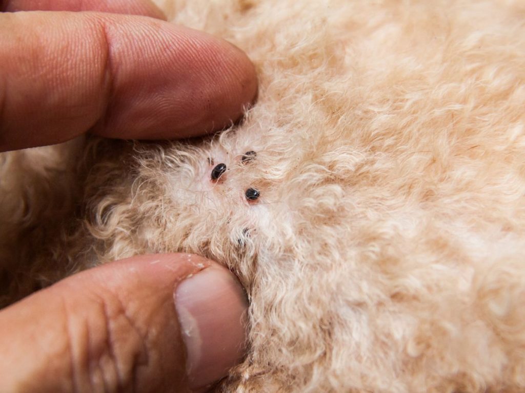 visible fleas on dog's skin