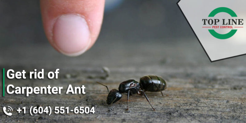 Get rid of carpenter ant