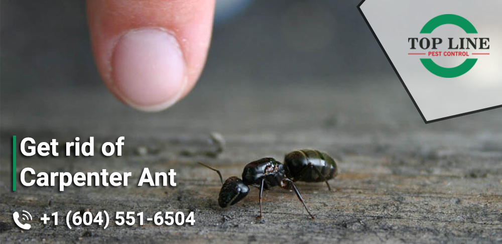 Get rid of carpenter ant