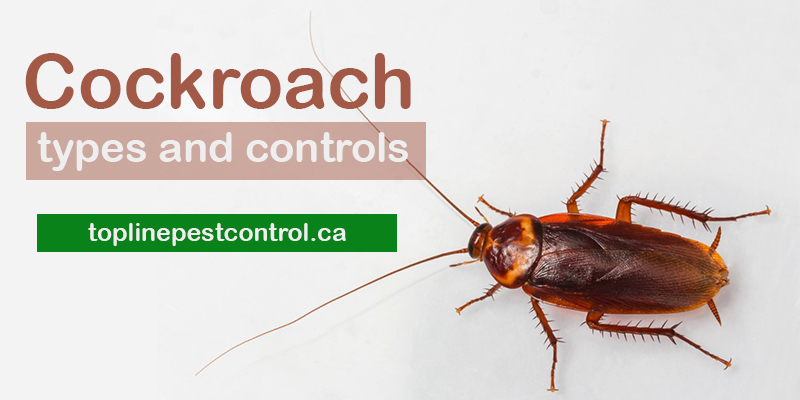 cockroaches types and controls