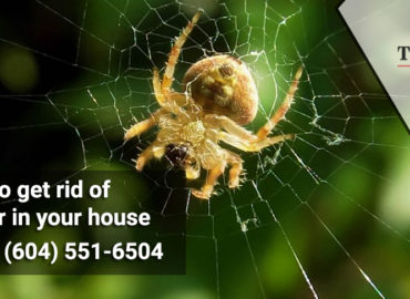 Get rid of spider in your house