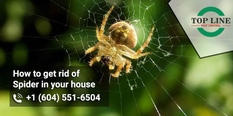 Get rid of spider in your house