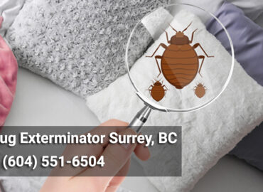 Bed Bug Exterminator Surrey, BC