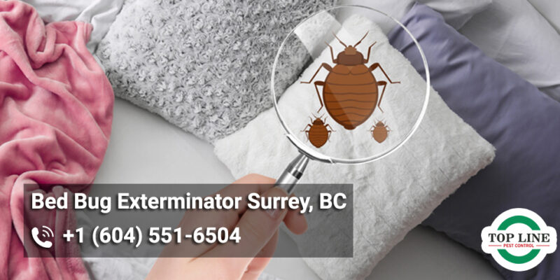 Bed Bug Exterminator Surrey, BC