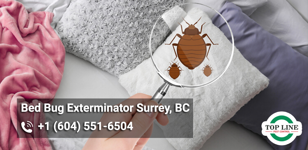 Bed Bug Exterminator Surrey, BC
