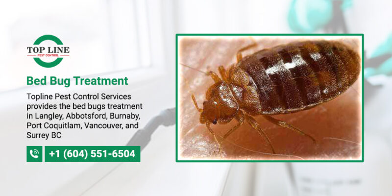 Our Latest Blog and Articles | Top Line Pest Control