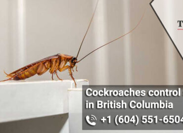 Cockroaches control services in British Columbia