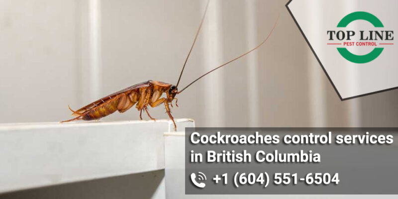 Cockroaches control services in British Columbia