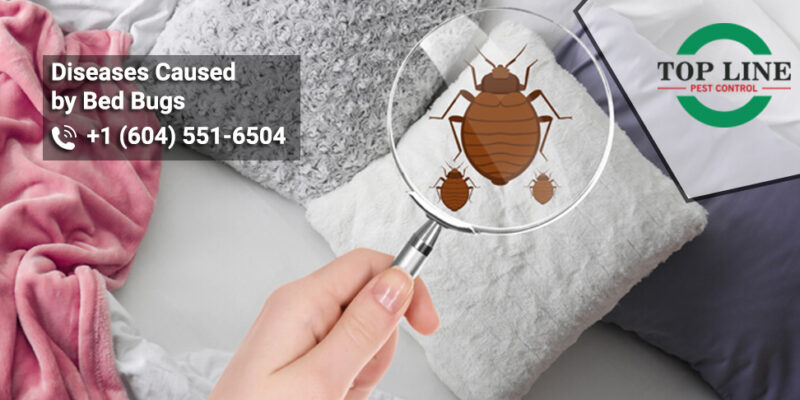 Diseases Caused by Bed Bugs