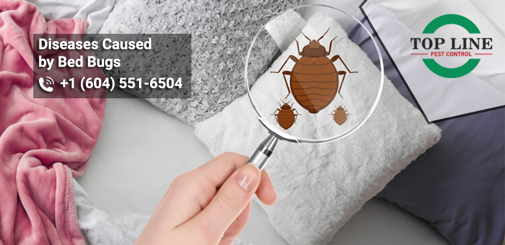 Diseases Caused by Bed Bugs