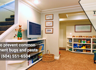 How to prevent common basement bugs and pests