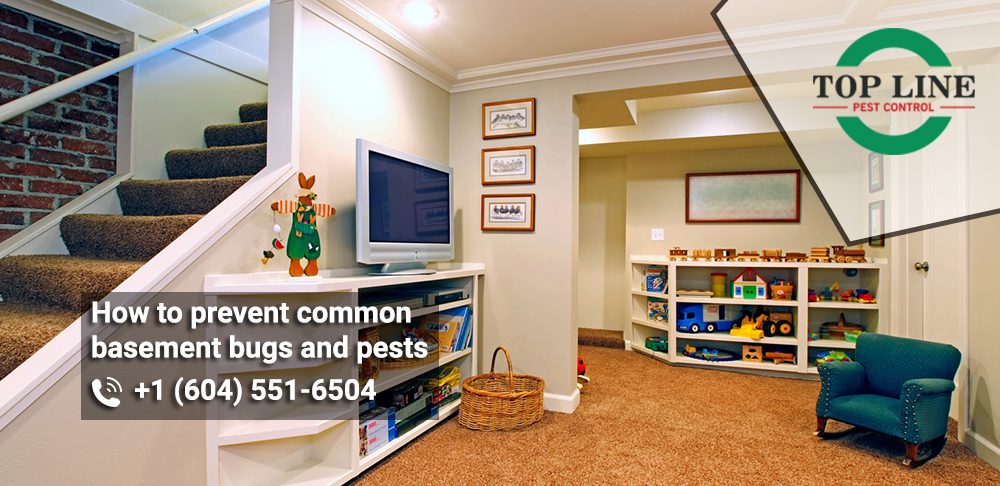How to prevent common basement bugs and pests