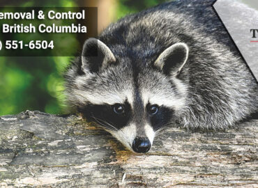 Raccoon Removal & Control Services in British Columbia