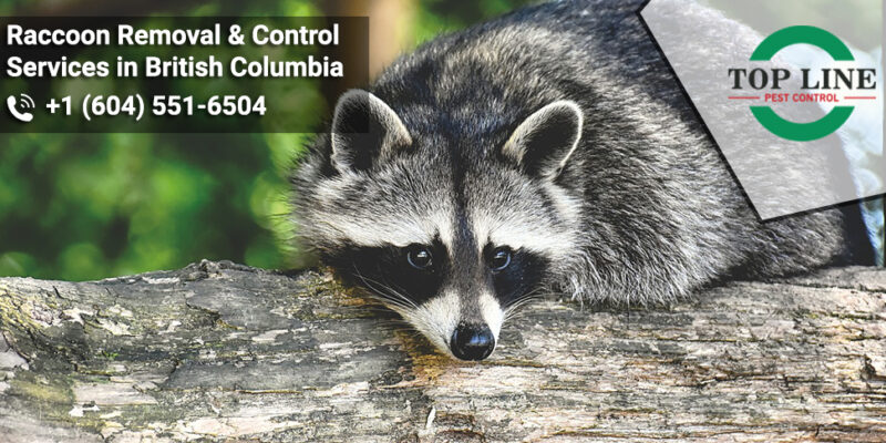 Raccoon Removal & Control Services in British Columbia