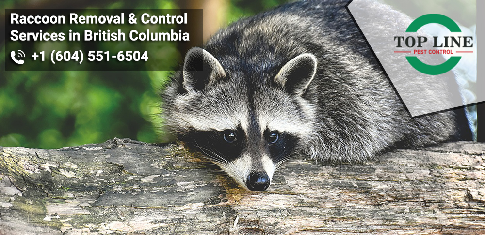 Raccoon Removal & Control Services in British Columbia