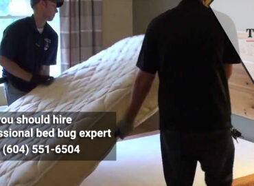 Why you should hire professional bed bug expert