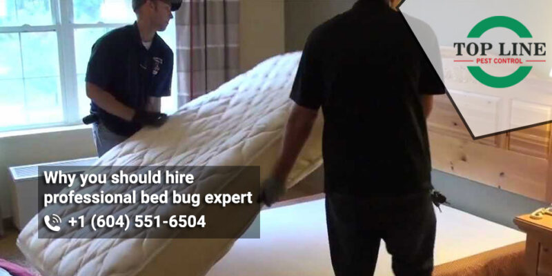 Why you should hire professional bed bug expert