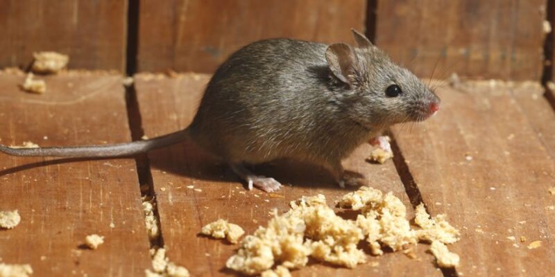 mice-control-near-me-langley-abbotsford-burnaby-portcoquitlam-vancouver-surrey-bc