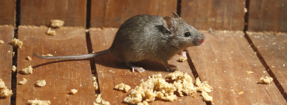 mice-control-near-me-langley-abbotsford-burnaby-portcoquitlam-vancouver-surrey-bc